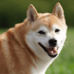BitStamp ya Permite a los Clientes de EE.UU. Comerciar con Shiba Inu (SHIB)