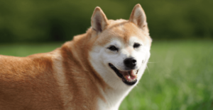 BitStamp ya Permite a los Clientes de EE.UU. Comerciar con Shiba Inu (SHIB)