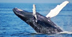 Despierta Ballena Bitcoin y mueve $82 millones