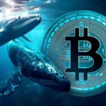 Las Ballenas de Bitcoin Retoman la Acumulación