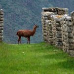 The Stellar Blockchain now launches the new Peruvian stablecoin