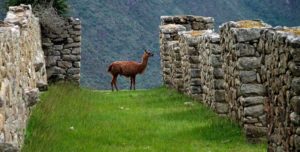 The Stellar Blockchain now launches the new Peruvian stablecoin