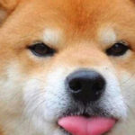 dog coins shiba doge