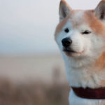 shiba-inu