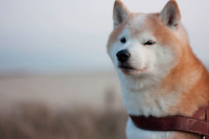 shiba-inu