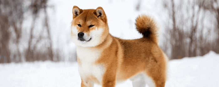 Dogecoin (DOGE) Will Never Be a POS Coin; Developers Address Rumors 