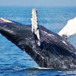 BTC Whale Wake Up And Moves $82 millon's